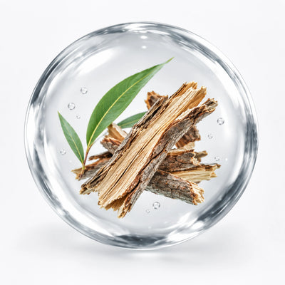 CHIẾT XUẤT VỎ LIỄU